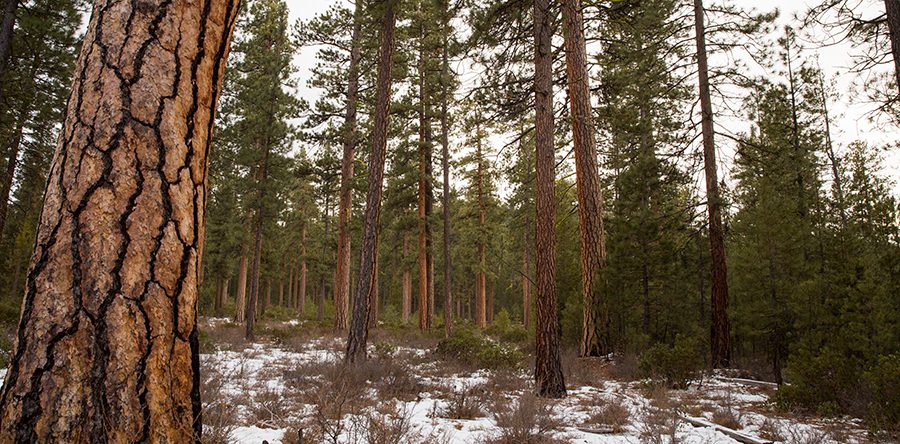 pringle-falls-healthy-forest-8585963