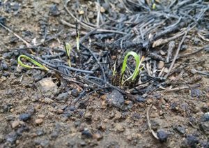 4-days-after-prescribed-burn-300x212-6631283