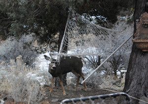 buckhammock-300x212-7317349