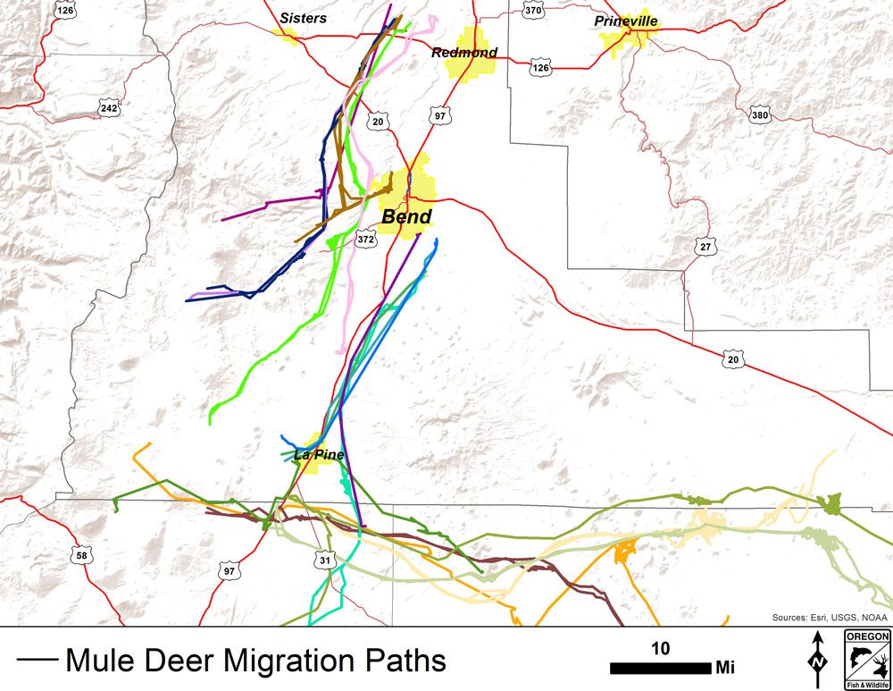 deer-migration-map-5974341