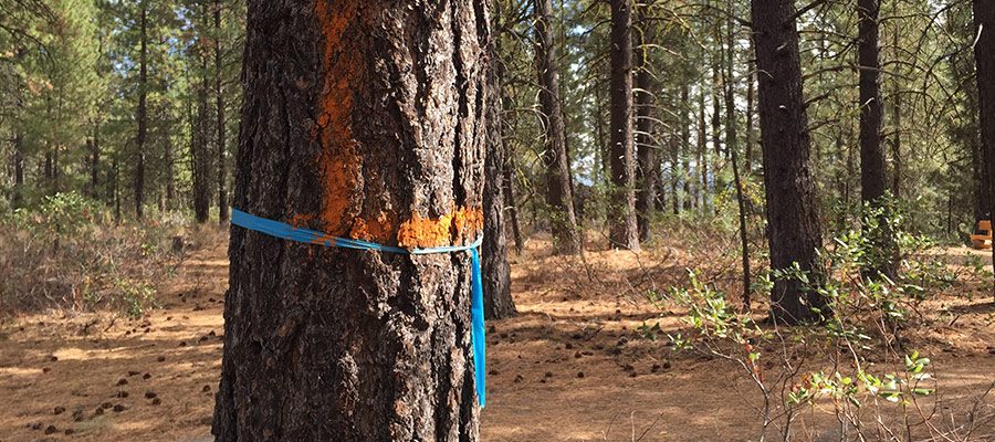 paint-trees-deschutes-forest-oregon-2806292