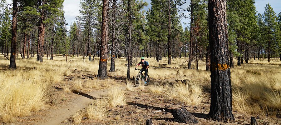 maintain-bike-bend-paint-on-trees-4-6900526