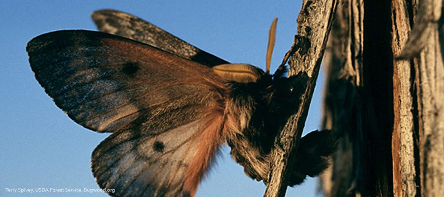 pandora-moth-central-oregon-4831343