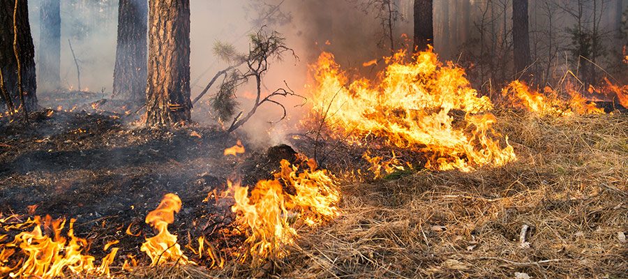 prescribed-burning-deschutes-national-forest-1986564