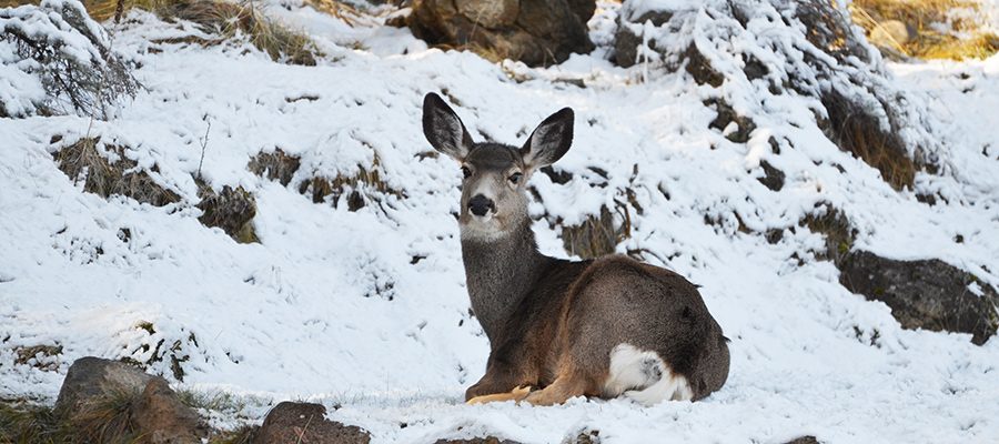winter-trail-closure-deschutes-forest-9158901