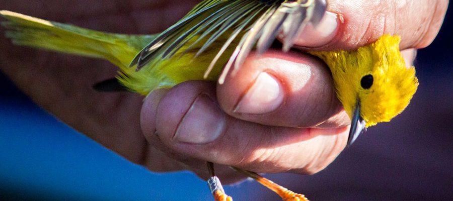 aspen-restoration-bird-banding-7767744
