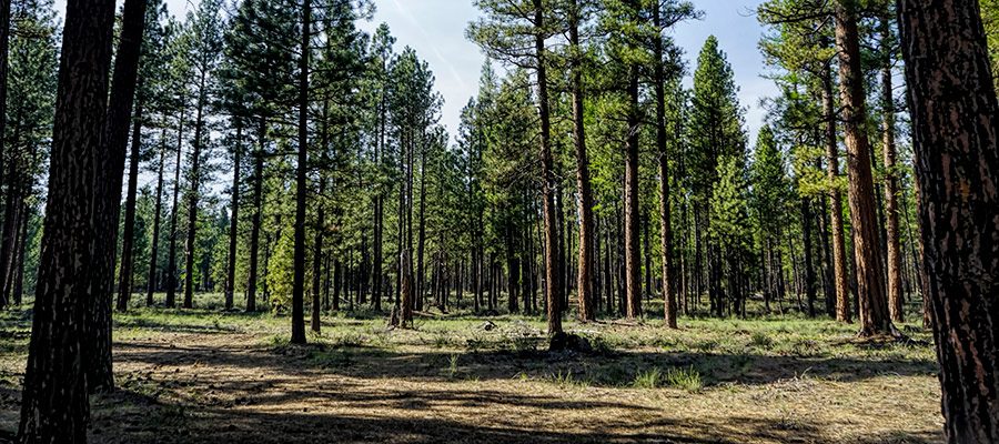 deschutes-national-forest-after-logging-prescribed-fire-8622987