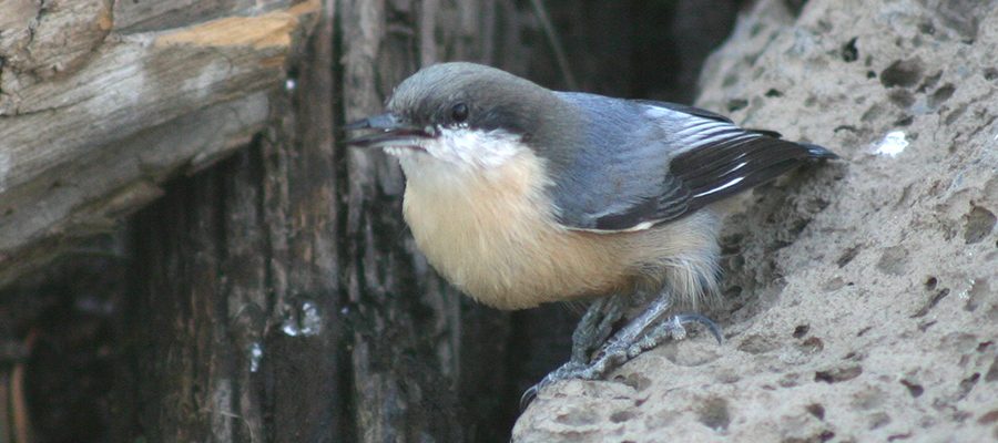 forest-restoration-wildlife-3-9183128