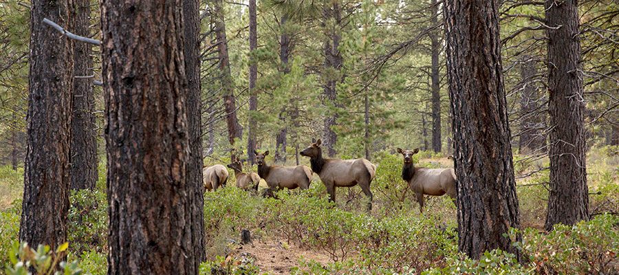 migrating-deer-elk-bend-oregon-9883108