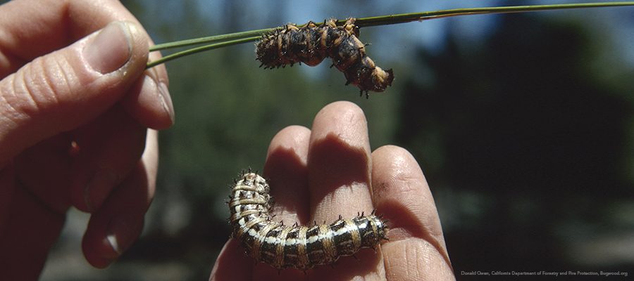 pandora-moth-larvae-coloradia-pandora-1935455