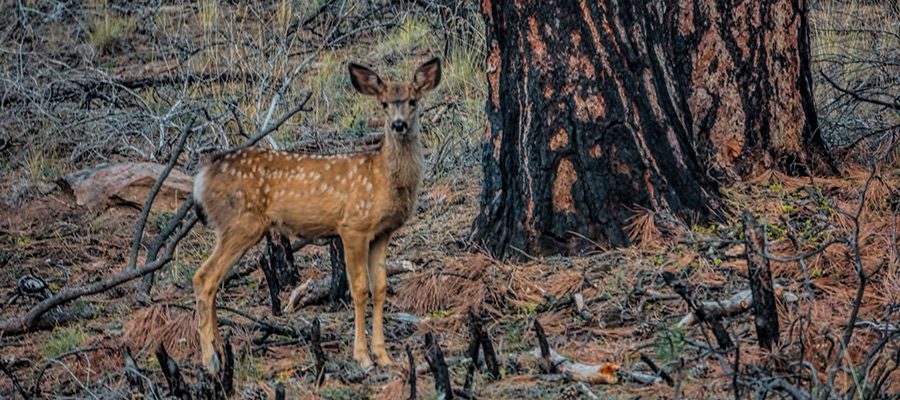 plants-wildlife-prescribed-fire-wildfire-6624303