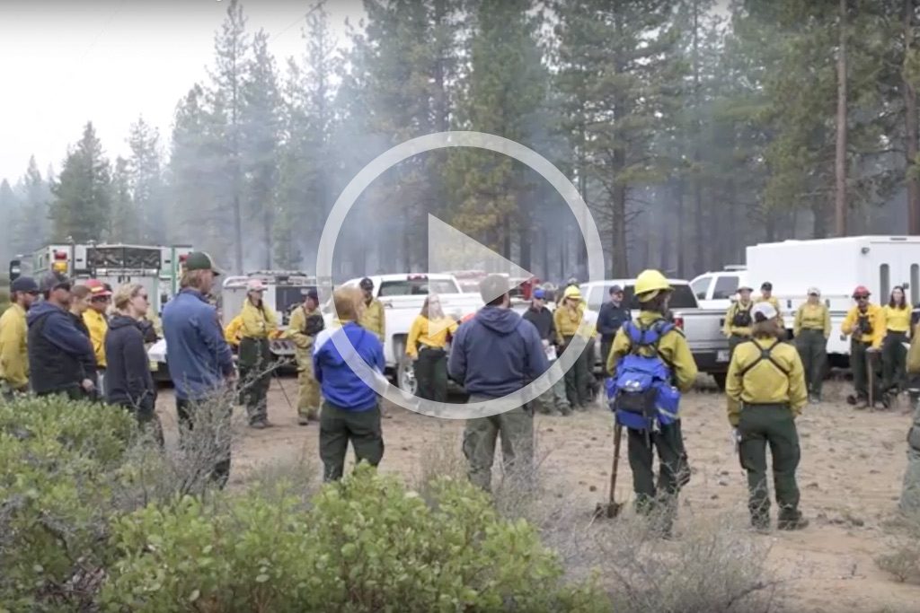 restoration-in-a-fire-forest-3820887