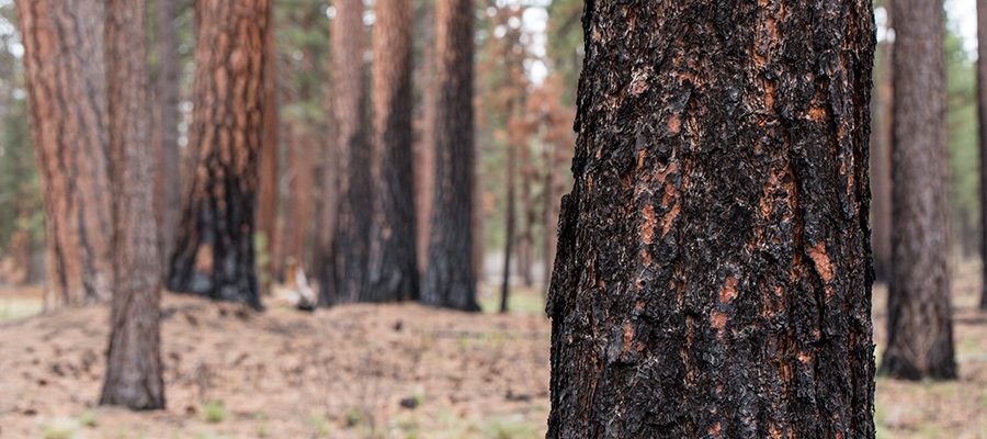 prescribed-fire-season-central-oregon-8760316