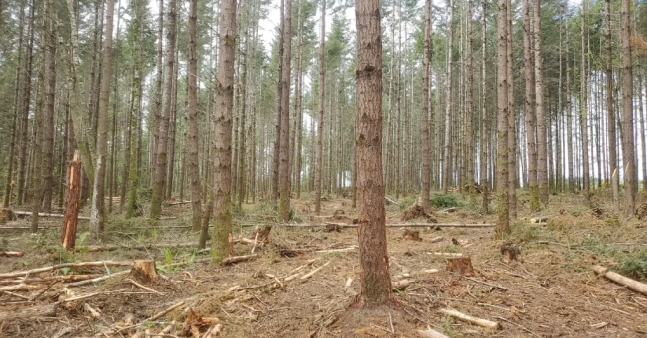 grovers-creek-preserves-2023-5-9-05-01-directly-after-the-thinning-trees-have-more-space-to-grow-and-theres-room-for-light-to-reach-the-forest-floor-1