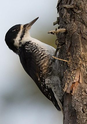 bbwoodpecker_credit_chriswood-5116452