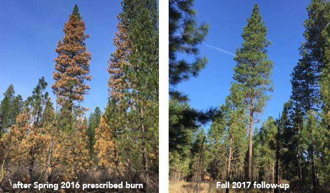 plants-and-wildlife-after-wildfire-4471913